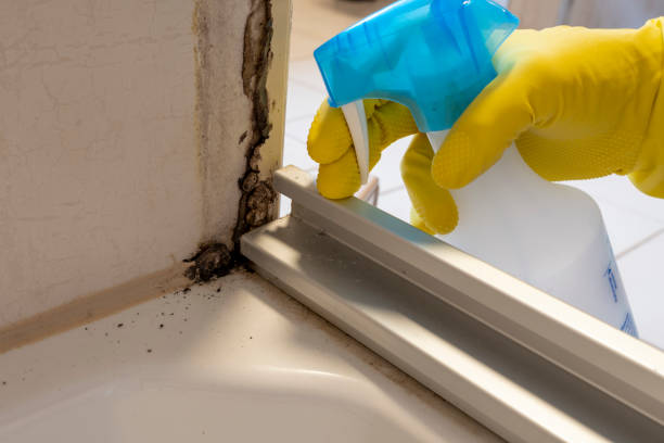 Attic Mold Removal in Farmington, NM