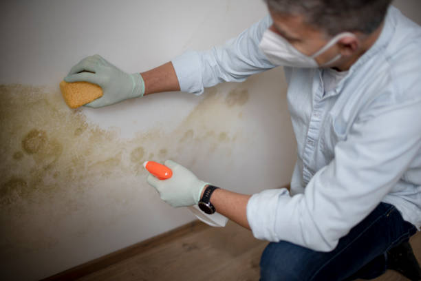 Best Residential Mold Removal  in Farmington, NM