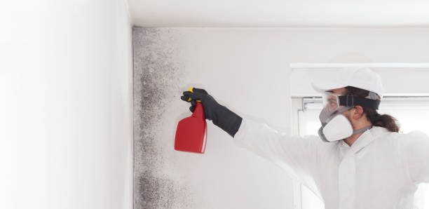 Attic Mold Removal in Farmington, NM