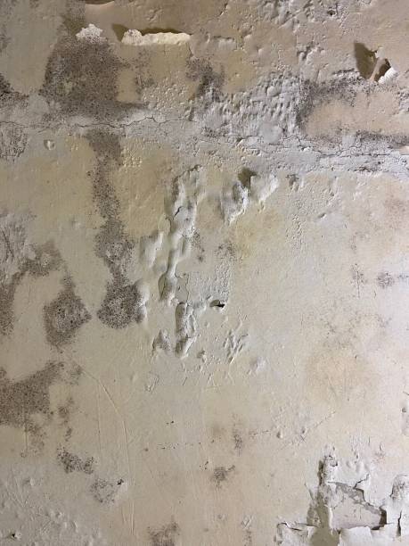 Office Mold Removal Services in Farmington, NM