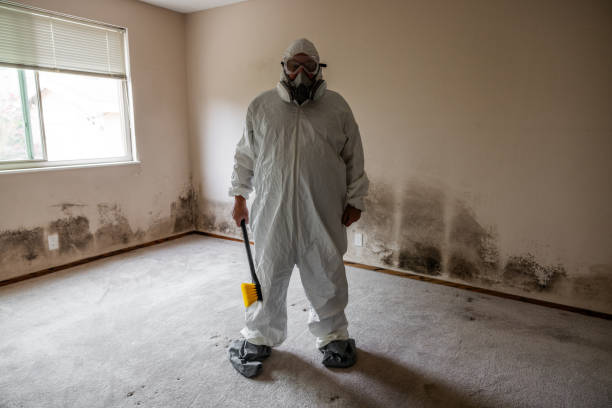 Best Mold Removal Process  in Farmington, NM