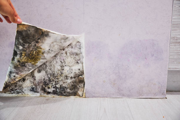 Best Black Mold Removal  in Farmington, NM